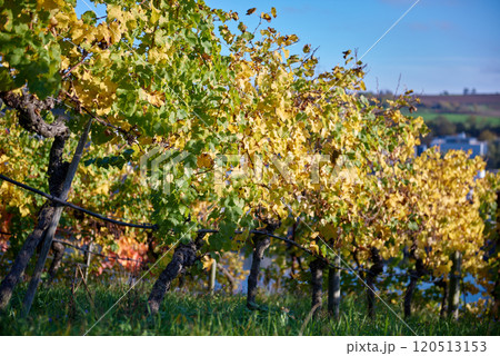 Picturesque Autumn Vineyards on European River Slopes: Scenic Illustration of Wine Country Landscape. Golden Foliage, Blue Sky, and Green Grass Capture the Essence of Winemaking Regions Picturesque Autumn Vineyards on European River Slopes: Scenic Illustration of Wine Country Landscape. Golden Foliage, Blue Sky, and Green Grass Capture the Essence of Winemaking Regions 120513153