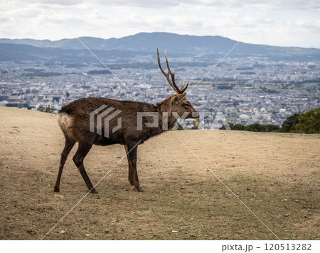 奈良若草山山頂のシカ 120513282