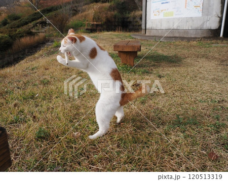 壊れたおもちゃに夢中な可愛い白猫 120513319