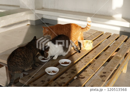 ご飯を食べ過ぎて丸々太った地域猫達 ご飯を食べ過ぎて丸々太った地域猫達 120513568