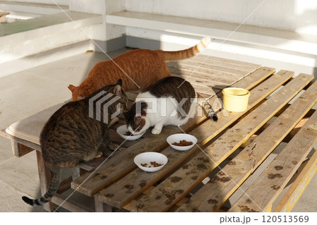 ご飯を食べ過ぎて丸々太った地域猫達 120513569