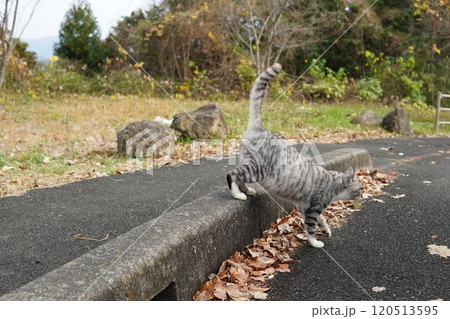 ご飯を食べ過ぎて丸々太った地域猫達 ご飯を食べ過ぎて丸々太った地域猫達 120513595