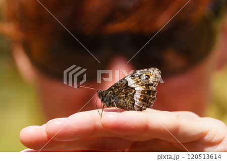 Butterfly sitting on the female hand 120513614