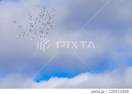 Birds flying over sky Birds flying over sky 120513809