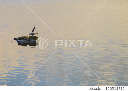 Grey heron on lake 120513812
