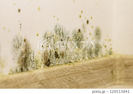 Mould and fungus growth on wall 120513841