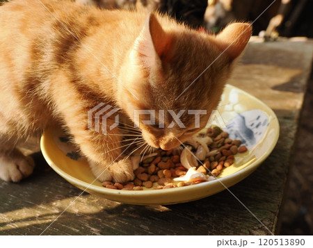 ご飯に夢中で食卓に入った可愛い子猫 ご飯に夢中で食卓に入った可愛い子猫 120513890