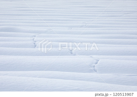 【北海道】雪原の造形美 120513907
