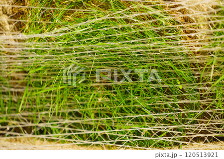 Stacks of sod rolls for new lawn 120513921