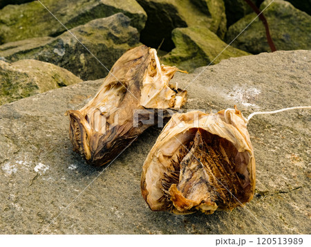 Cod stockfish heads drying on stone rock, Lofoten Norway 120513989