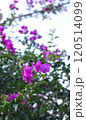 南国の風景を彩るブーゲンビリアの花 120514099