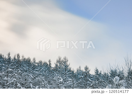 【北海道美瑛町】針葉樹の森 120514177