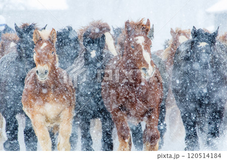 冬の北海道、雪原を駆ける農耕馬 冬の北海道、雪原を駆ける農耕馬 120514184