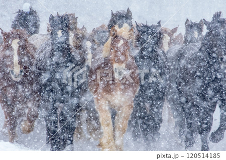 冬の北海道、雪原を駆ける農耕馬 120514185