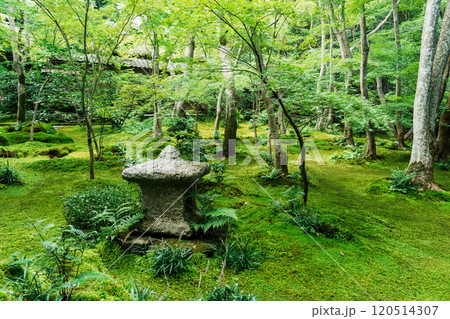 京都嵯峨野 祇王寺の苔のある庭 京都嵯峨野 祇王寺の苔のある庭 120514307