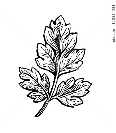 Chervil herb ink sketch. 120514331