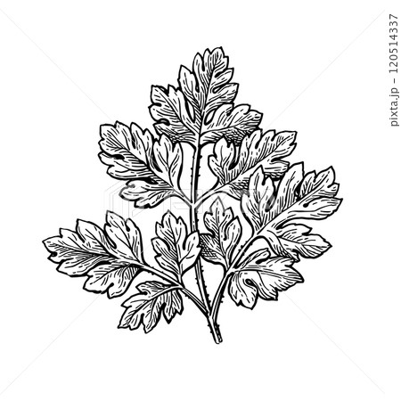 Chervil herb ink sketch. Chervil herb ink sketch. 120514337