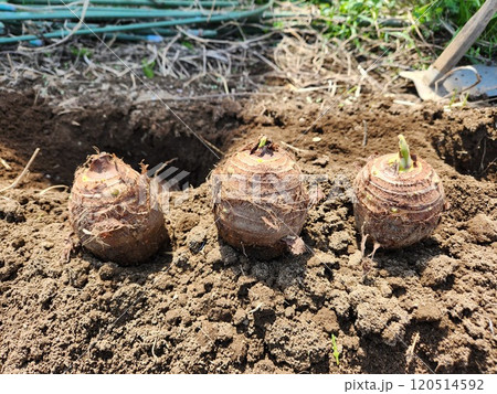 親芋（里芋） 120514592