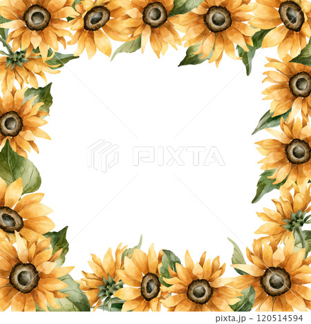 Sunflower Frame. Autumn yellow garden flowers. Watercolor hand drawn floral illustration isolated on white background for fall design, botanical cards, cozy prints, floral labels, kitchen textile Sunflower Frame. Autumn yellow garden flowers. Watercolor hand drawn floral illustration isolated on white background for fall design, botanical cards, cozy prints, floral labels, kitchen textile 120514594