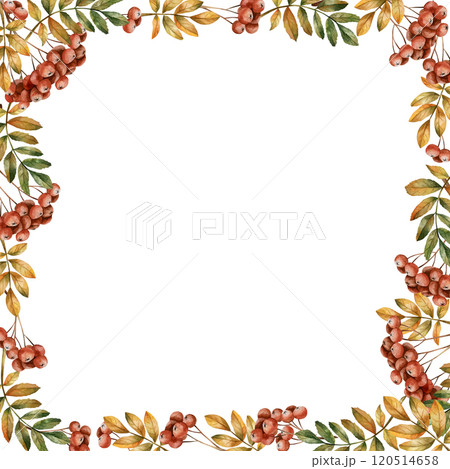 Rowan branches frame with ripe red berries and leaves. Autumn foliage. Watercolor hand drawn floral illustration isolated on white background for fall design, botanical card, cozy prints, labels, tags 120514658