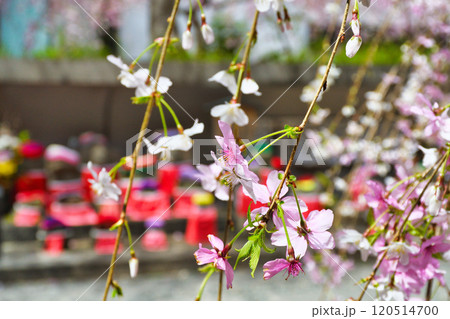 京都　紫雲山頂法寺　六角堂　枝垂れ桜とお地蔵さん（京都市中京区） 120514700