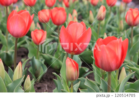 ~チューリップ~ ◦◦◦◦ Red tulips ◦◦◦◦ ~チューリップ~ ◦◦◦◦ Red tulips ◦◦◦◦ 120514705