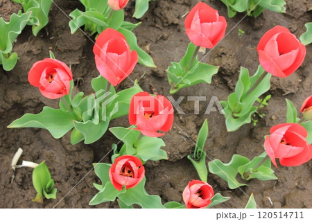 ~チューリップ~ ◦◦◦◦ Red tulips ◦◦◦◦ ~チューリップ~ ◦◦◦◦ Red tulips ◦◦◦◦ 120514711