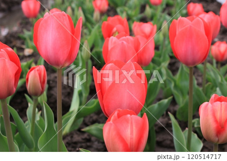 ～チューリップ～　　◦◦◦◦ Red tulips ◦◦◦◦ 120514717