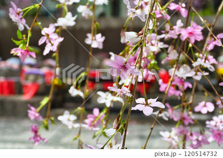 京都 紫雲山頂法寺 六角堂 枝垂れ桜とお地蔵さん(京都市中京区) 京都 紫雲山頂法寺 六角堂 枝垂れ桜とお地蔵さん(京都市中京区) 120514732