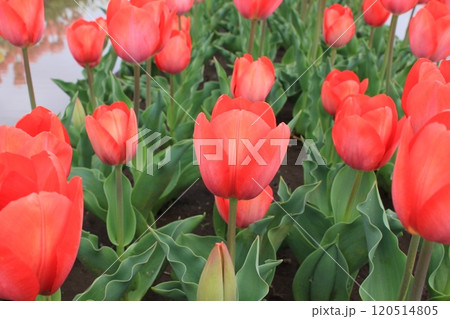 ~チューリップ~ ◦◦◦◦ Red tulips ◦◦◦◦ ~チューリップ~ ◦◦◦◦ Red tulips ◦◦◦◦ 120514805