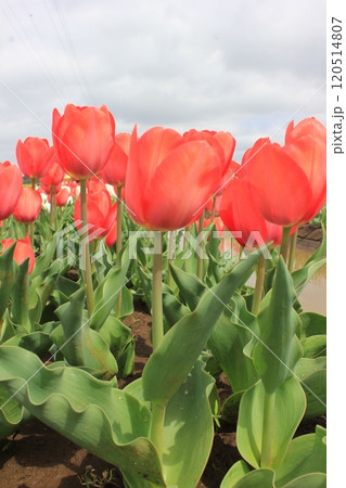 ～チューリップ～　　◦◦◦◦ Red tulips ◦◦◦◦ 120514807