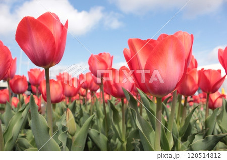 ~チューリップ~ ◦◦◦◦ Red tulips ◦◦◦◦ ~チューリップ~ ◦◦◦◦ Red tulips ◦◦◦◦ 120514812