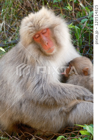寄り添いあう親子サル 寄り添いあう親子サル 120514825