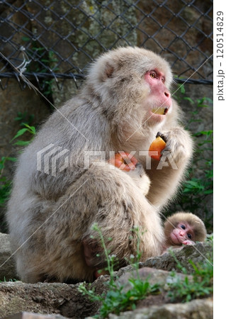 お食事に夢中な母ザル 120514829