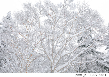 【北海道】積雪のダケカンバ 【北海道】積雪のダケカンバ 120514851