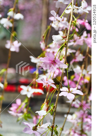 京都 紫雲山頂法寺 六角堂 枝垂れ桜とお地蔵さん(京都市中京区) 京都 紫雲山頂法寺 六角堂 枝垂れ桜とお地蔵さん(京都市中京区) 120514918