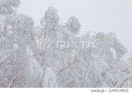 【北海道】積雪のダケカンバ 120514925