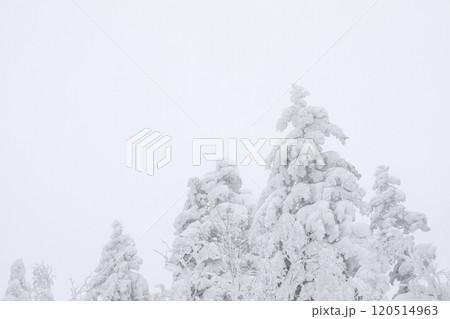 【北海道】積雪の森 120514963
