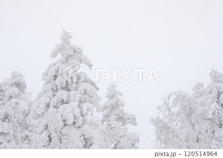 【北海道】積雪の森 120514964