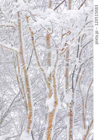 【北海道】着雪のダケカンバ 【北海道】着雪のダケカンバ 120515083