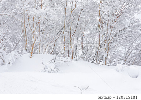 【北海道】着雪のダケカンバ 120515181