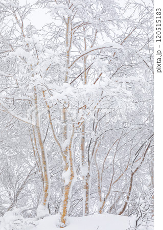 【北海道】着雪のダケカンバ 【北海道】着雪のダケカンバ 120515183