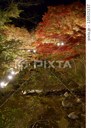 ライトアップされた紅葉、岩屋堂公園（愛知県） 120515237