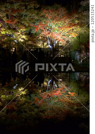 ライトアップされた紅葉、岩屋堂公園（愛知県） 120515241