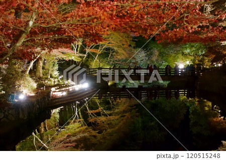 ライトアップされた紅葉、岩屋堂公園(愛知県) ライトアップされた紅葉、岩屋堂公園(愛知県) 120515248