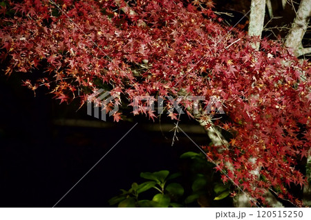 ライトアップされた紅葉、岩屋堂公園（愛知県） 120515250