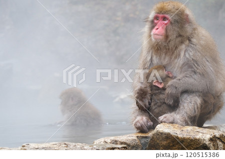温泉の淵で抱き合う親子サル 温泉の淵で抱き合う親子サル 120515386
