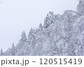 【北海道】積雪の森 120515419