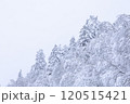 【北海道】積雪の森 120515421