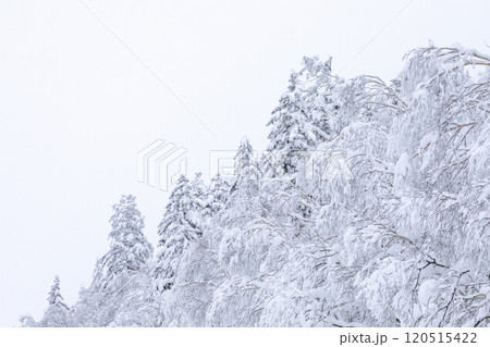 【北海道】積雪の森 120515422